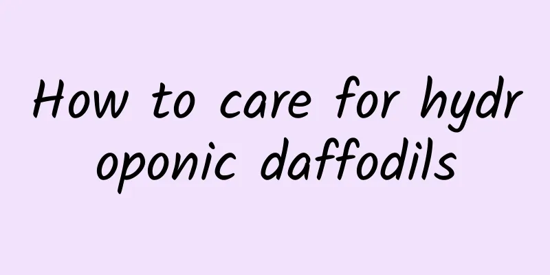 How to care for hydroponic daffodils