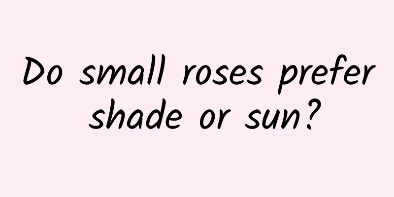 Do small roses prefer shade or sun?