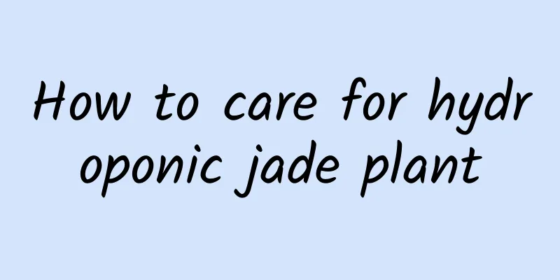 How to care for hydroponic jade plant