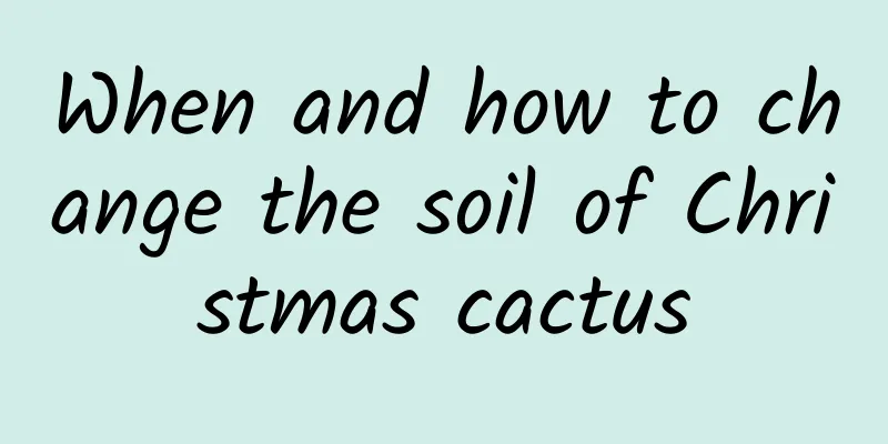 When and how to change the soil of Christmas cactus