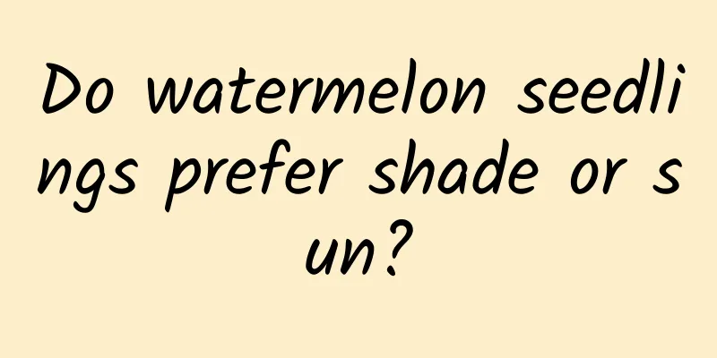 Do watermelon seedlings prefer shade or sun?