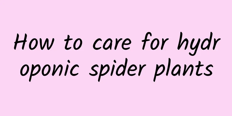 How to care for hydroponic spider plants