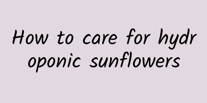 How to care for hydroponic sunflowers
