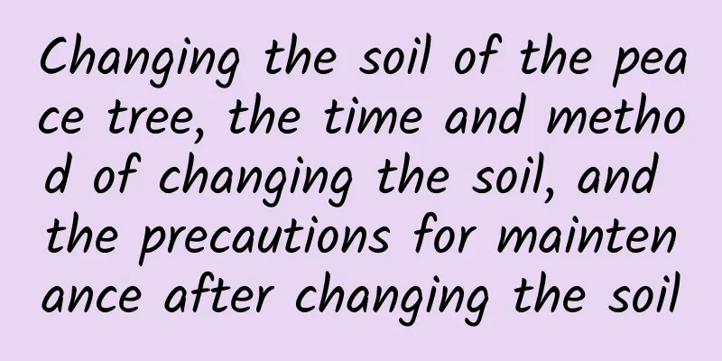Changing the soil of the peace tree, the time and method of changing the soil, and the precautions for maintenance after changing the soil