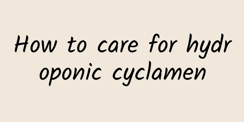 How to care for hydroponic cyclamen