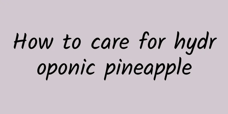 How to care for hydroponic pineapple