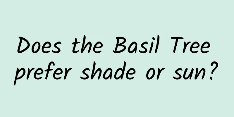Does the Basil Tree prefer shade or sun?