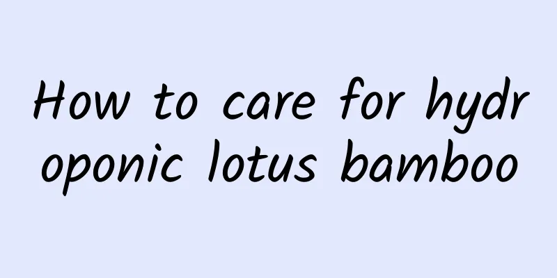 How to care for hydroponic lotus bamboo