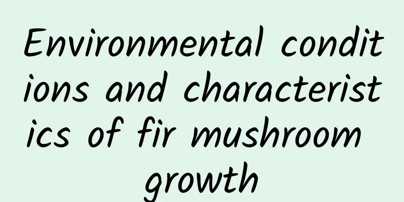 Environmental conditions and characteristics of fir mushroom growth