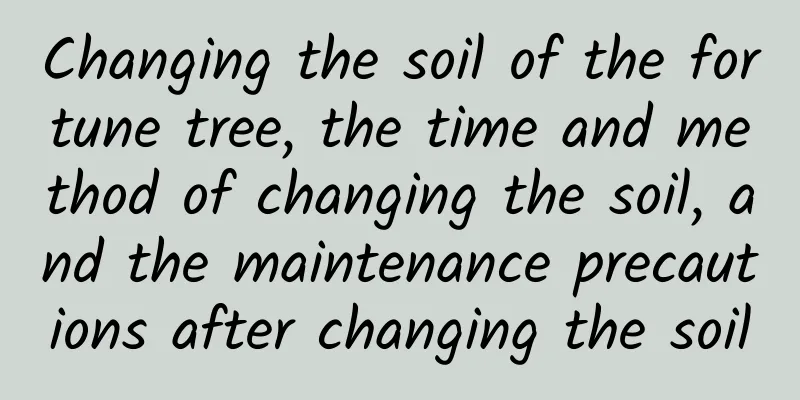 Changing the soil of the fortune tree, the time and method of changing the soil, and the maintenance precautions after changing the soil
