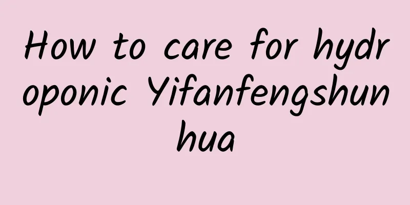 How to care for hydroponic Yifanfengshunhua