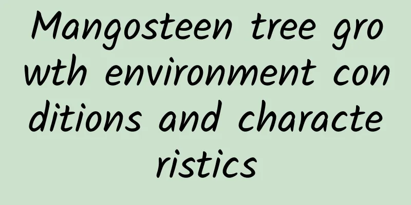 Mangosteen tree growth environment conditions and characteristics