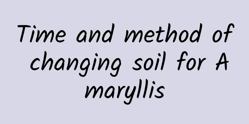 Time and method of changing soil for Amaryllis