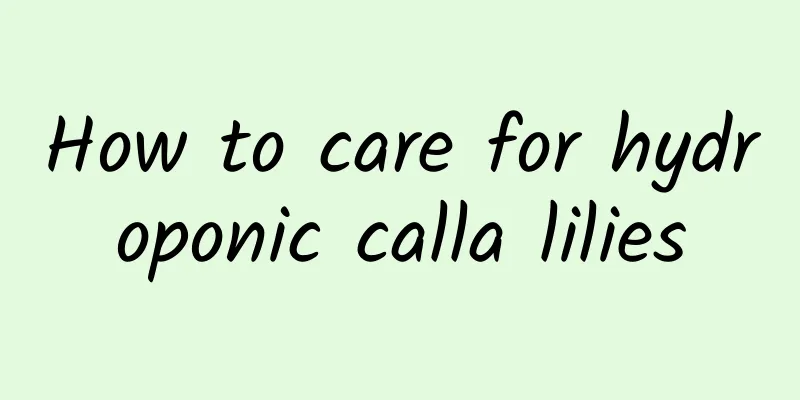 How to care for hydroponic calla lilies