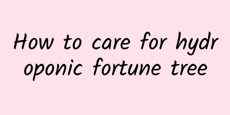 How to care for hydroponic fortune tree