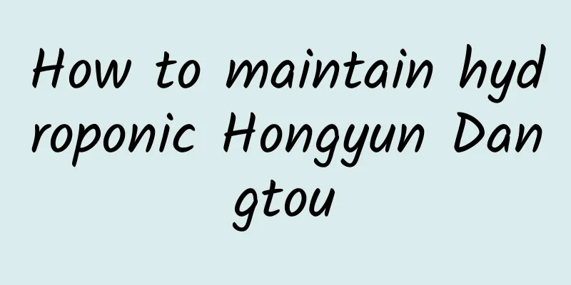 How to maintain hydroponic Hongyun Dangtou