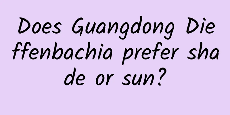 Does Guangdong Dieffenbachia prefer shade or sun?