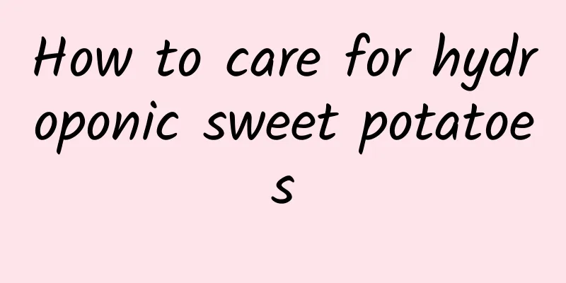 How to care for hydroponic sweet potatoes
