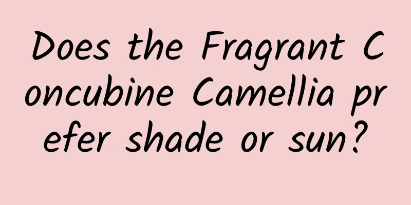 Does the Fragrant Concubine Camellia prefer shade or sun?
