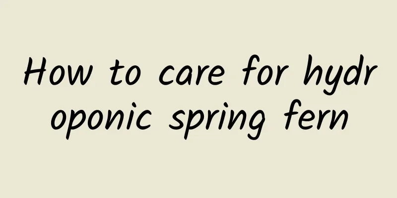 How to care for hydroponic spring fern