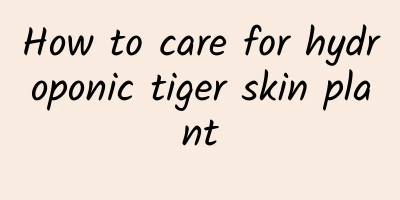 How to care for hydroponic tiger skin plant