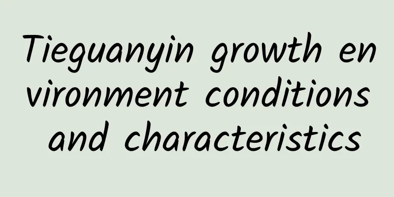 Tieguanyin growth environment conditions and characteristics