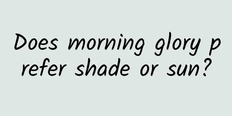 Does morning glory prefer shade or sun?