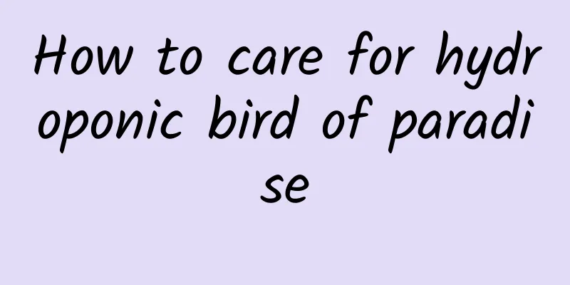 How to care for hydroponic bird of paradise