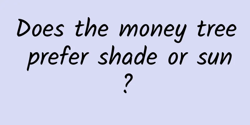 Does the money tree prefer shade or sun?
