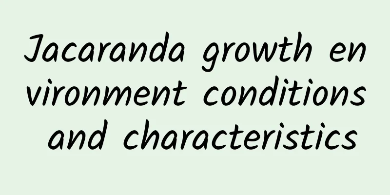 Jacaranda growth environment conditions and characteristics