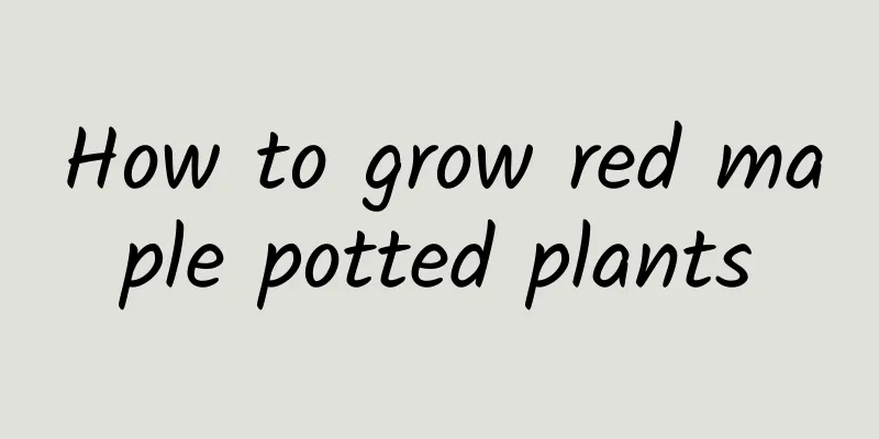 How to grow red maple potted plants