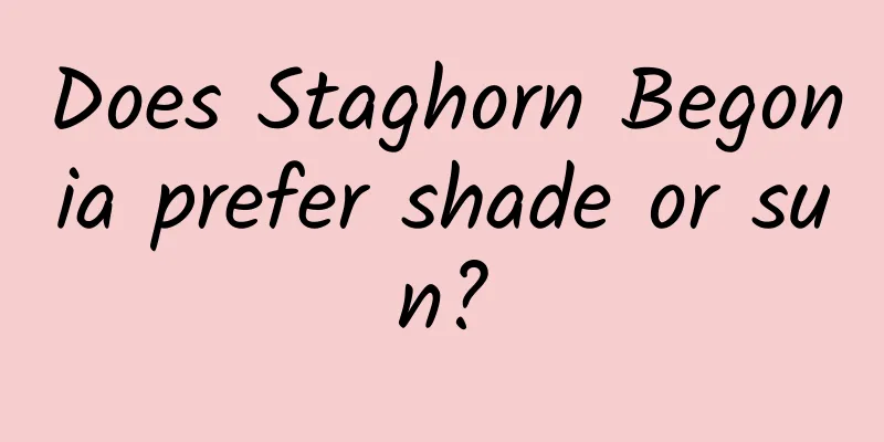 Does Staghorn Begonia prefer shade or sun?