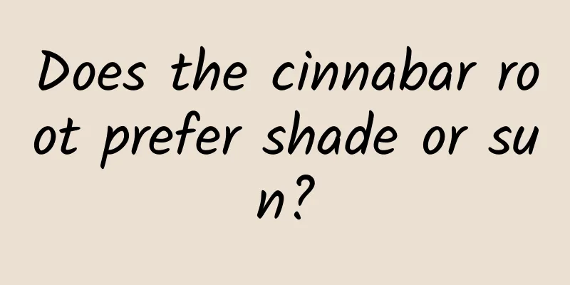 Does the cinnabar root prefer shade or sun?