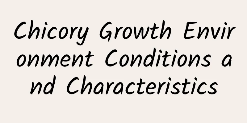 Chicory Growth Environment Conditions and Characteristics