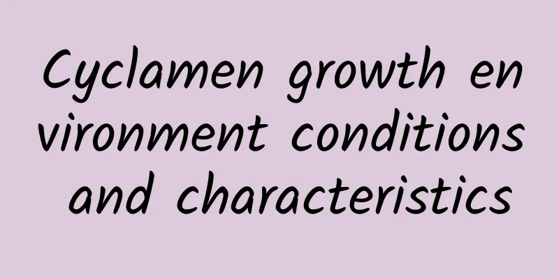 Cyclamen growth environment conditions and characteristics