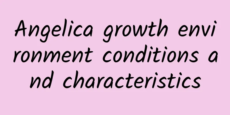 Angelica growth environment conditions and characteristics