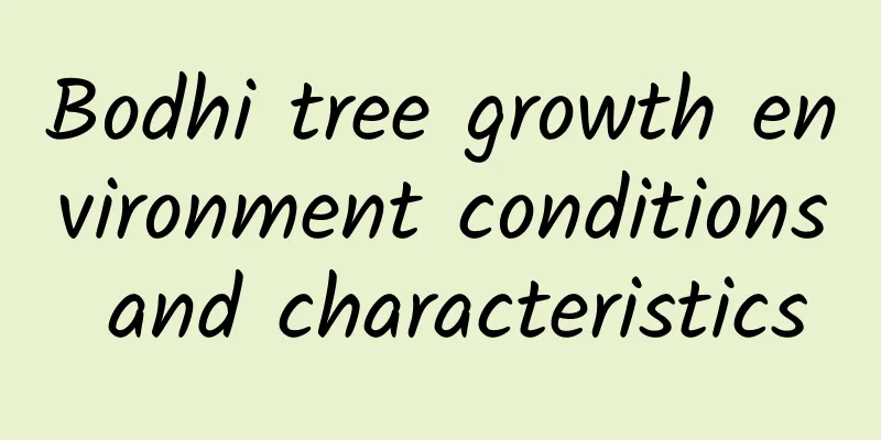 Bodhi tree growth environment conditions and characteristics