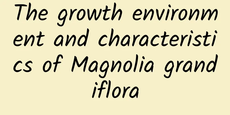The growth environment and characteristics of Magnolia grandiflora