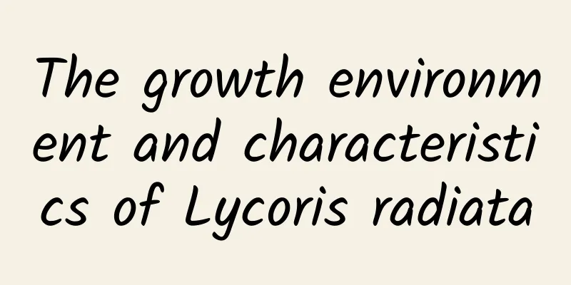 The growth environment and characteristics of Lycoris radiata