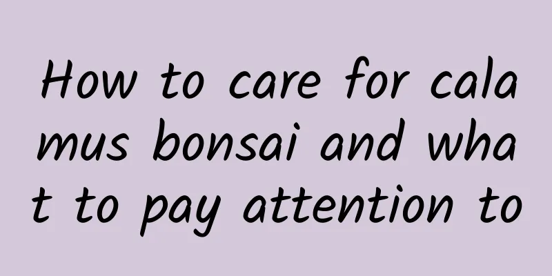 How to care for calamus bonsai and what to pay attention to