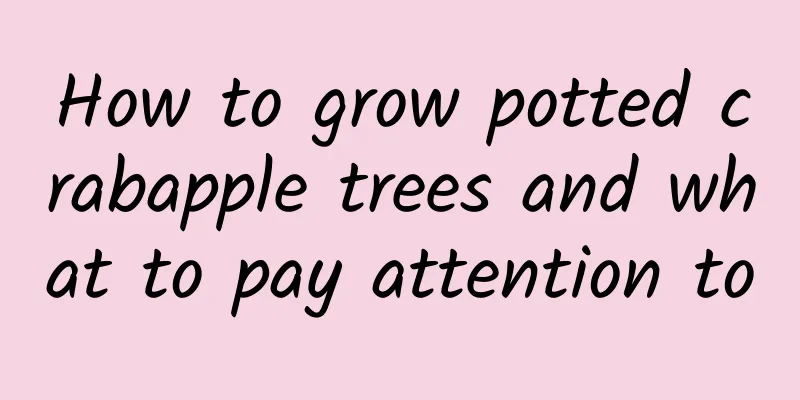 How to grow potted crabapple trees and what to pay attention to