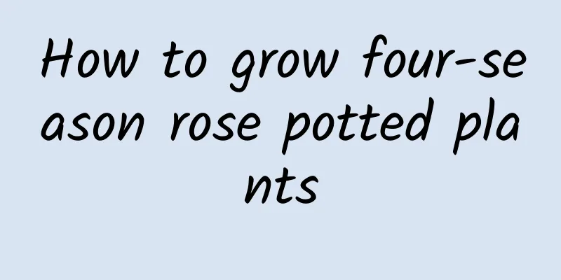 How to grow four-season rose potted plants