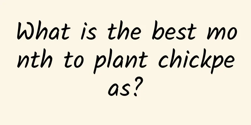 What is the best month to plant chickpeas?