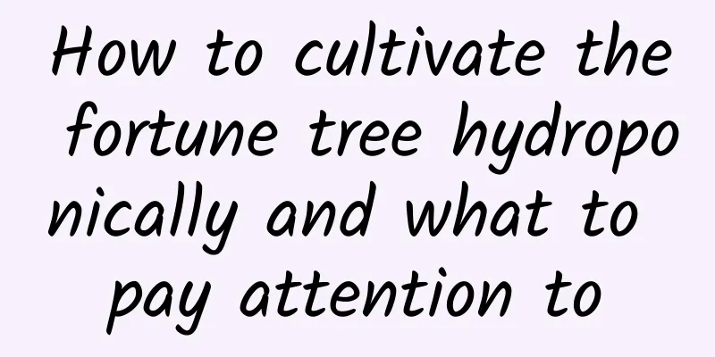 How to cultivate the fortune tree hydroponically and what to pay attention to