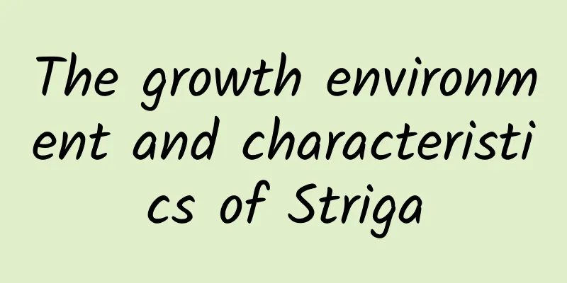 The growth environment and characteristics of Striga