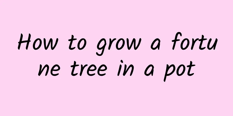 How to grow a fortune tree in a pot