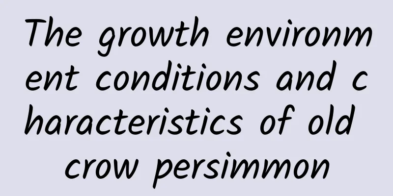 The growth environment conditions and characteristics of old crow persimmon