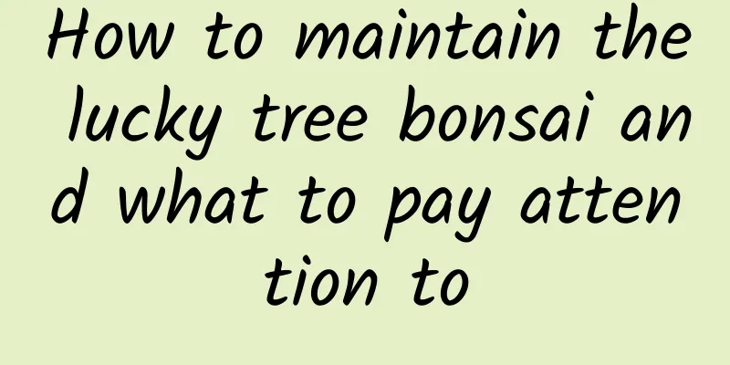 How to maintain the lucky tree bonsai and what to pay attention to