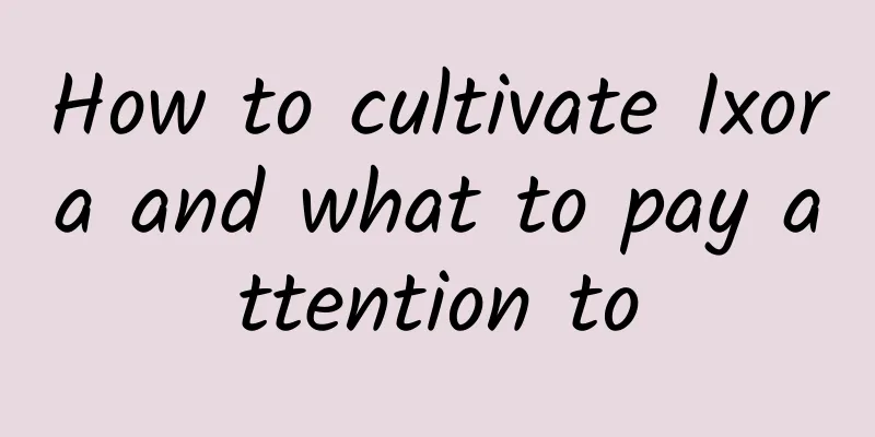 How to cultivate Ixora and what to pay attention to