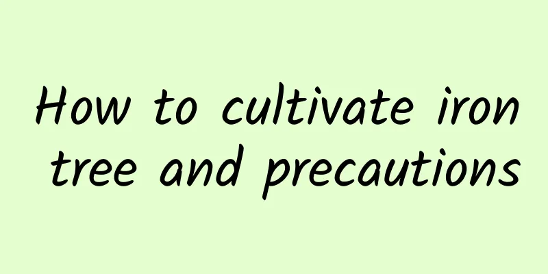 How to cultivate iron tree and precautions